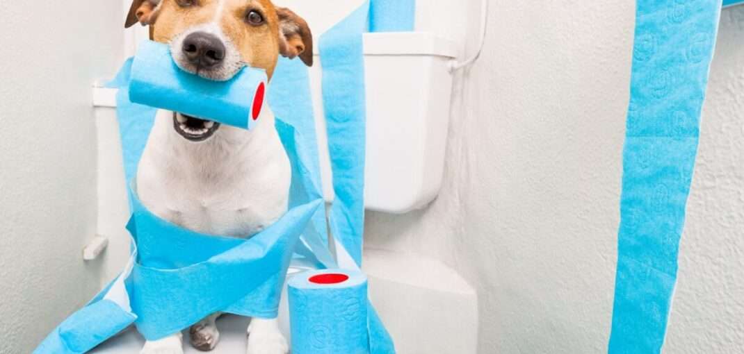 آموزش دستشویی سگ خانگی