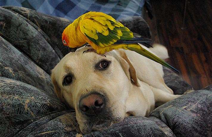 نگهداری پرنده در کنار سگ و گربه