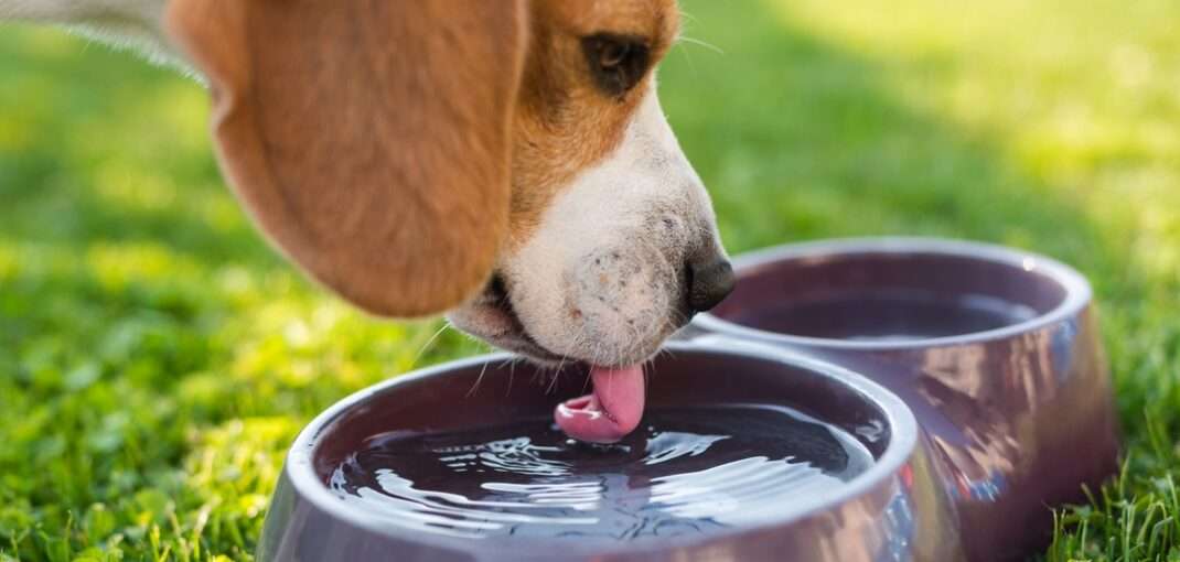 آب های خطرناک برای نوشیدن سگ