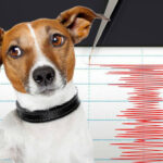 حیوانات خانگی و زلزله