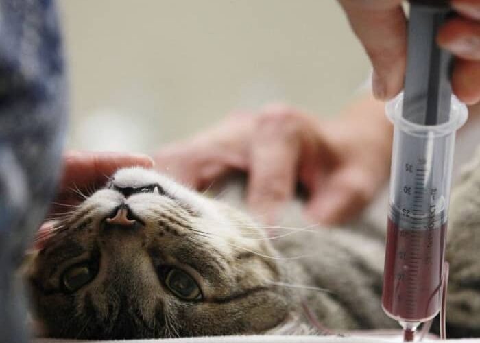 درمان کم‌خونی در گربه