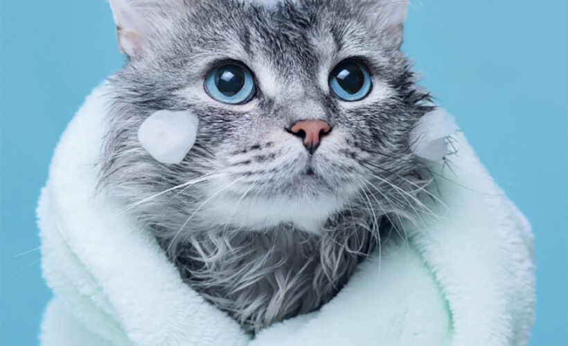 حمام دادن گربه