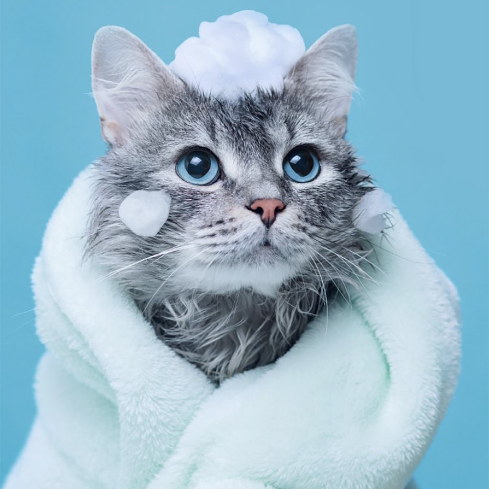 حمام دادن گربه