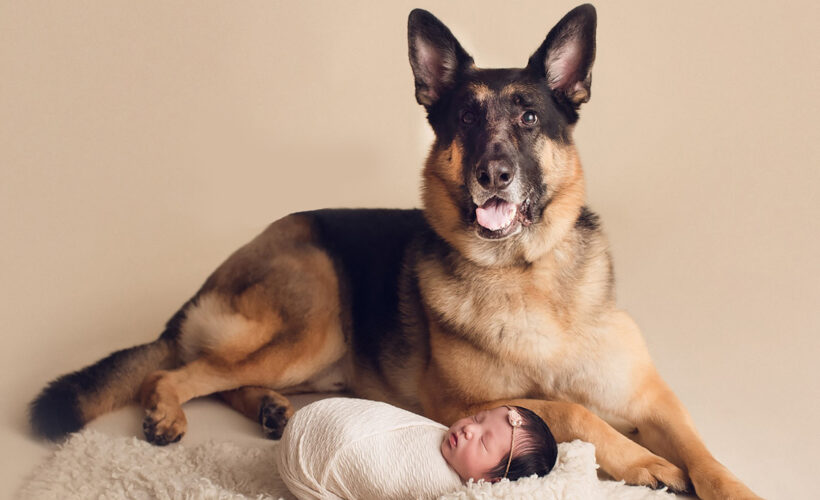 سگ و نوزاد